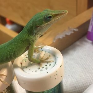 Meet your Posher, Josie